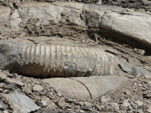 Fossil in the mountain
